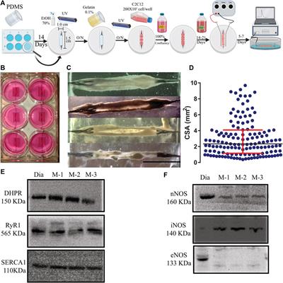 nNOS-derived NO modulates force production and iNO-derived NO the excitability in C2C12-derived 3D tissue engineering skeletal muscle via different NO signaling pathways